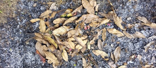 Burnt Dry Leaves and Ash Ground Texture