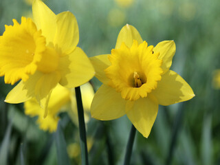 Obraz premium Macro image of Daffodil flowers, Derbyshire England 