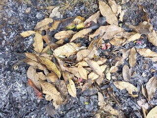 Burnt Dry Leaves and Ash Ground Texture
