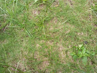 Grass Growing Against the Odds, Resilience of Nature