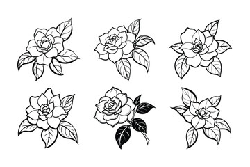 Gardenia (Gardenia jasminoides)