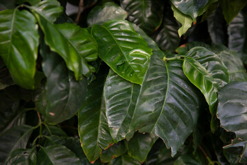 Arabian coffee leaves