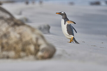 Gentoo Penguins (Pygoscelis papua) coming from and going to sea from a sandy beach on Sea Lion Island in the Falkland Islands.