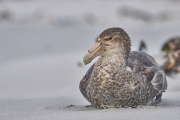 Southern Giant Petrel (Macronectes giganteus) on a beach on Sea Lion Island in the Falkland Islands.