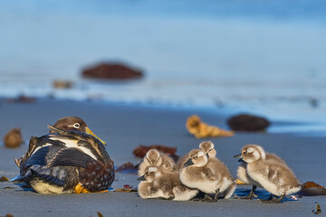 Female Falkland Steamer Duck (Tachyeres brachypterus) with recently hatched chicks on a sandy beach on Sea Lion Island in the Falkland Islands.