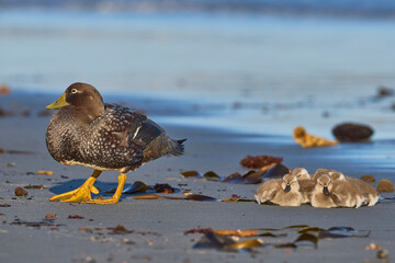 Female Falkland Steamer Duck (Tachyeres brachypterus) with recently hatched chicks on a sandy beach on Sea Lion Island in the Falkland Islands.
