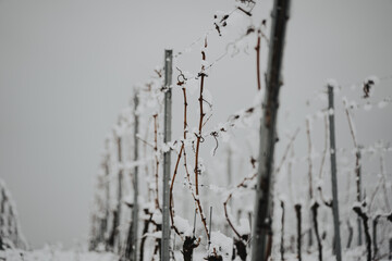 Winterliche Weinberge in 74235 Erlenbach: Schneebedeckte Rebenlandschaft aus der Luft