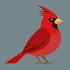 red cardinal bird