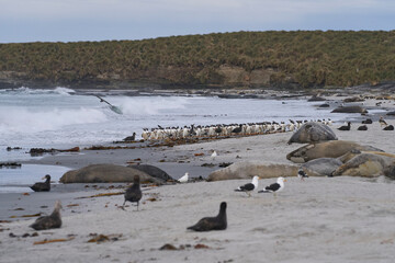 Gentoo Penguins (Pygoscelis papua) coming from and going to sea from a sandy beach on Sea Lion...