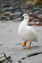 Male Kelp Goose (Chloephaga hybrida malvinarum) on the rocky coast of Sea Lion Island in the Falkland Islands.