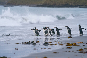 Gentoo Penguins (Pygoscelis papua) coming from and going to sea from a sandy beach on Sea Lion...