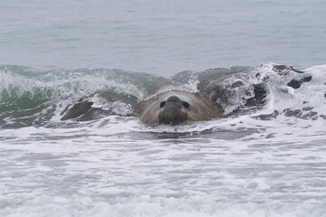 Battle scarred Male Southern Elephant Seal (Mirounga leonina) on the coast of Sea Lion Island in...