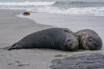 Southern Elephant Seal pups (Mirounga leonina) on the coast of Sea Lion Island in the Falkland Islands.