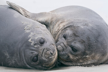 Southern Elephant Seal pups (Mirounga leonina) on the coast of Sea Lion Island in the Falkland...