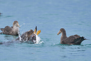 Southern Giant Petrels (Macronectes giganteus) trying to scavenge from a Southern Sea Lion (Otaria flavescens) with a recently caught penguin on the coast of Sea Lion Island in the Falkland Islands.