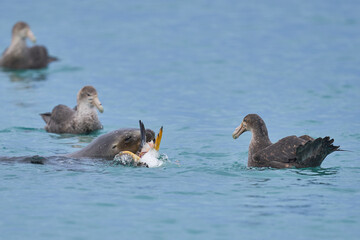 Southern Giant Petrels (Macronectes giganteus) trying to scavenge from a Southern Sea Lion (Otaria...