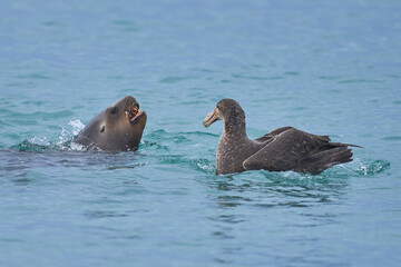 Southern Giant Petrels (Macronectes giganteus) trying to scavenge from a Southern Sea Lion (Otaria flavescens) with a recently caught penguin on the coast of Sea Lion Island in the Falkland Islands.