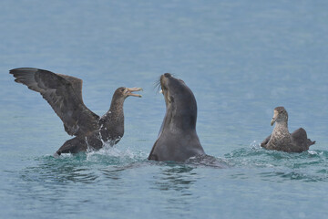Southern Giant Petrels (Macronectes giganteus) trying to scavenge from a Southern Sea Lion (Otaria...