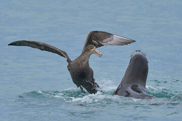 Southern Giant Petrels (Macronectes giganteus) trying to scavenge from a Southern Sea Lion (Otaria...