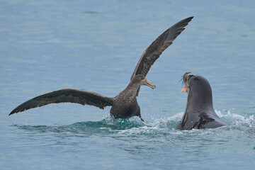Southern Giant Petrels (Macronectes giganteus) trying to scavenge from a Southern Sea Lion (Otaria flavescens) with a recently caught penguin on the coast of Sea Lion Island in the Falkland Islands.