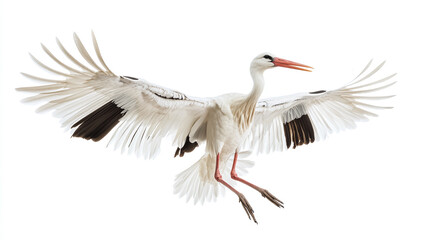 Fototapeta premium White stork collection, flying, portrait and standing, isolated on a white background.