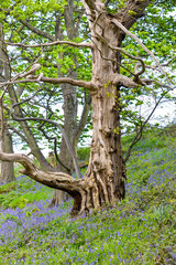 Ancient dead tree stands in bluebell woodland in rural Shropshire. 