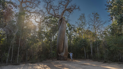 Two baobabs intertwined with thick trunks, hugging each other. A man is standing next to  tree,...