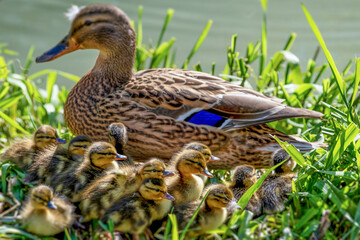 Mère colvert et ses petits canetons