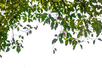 green leaves on white