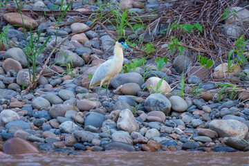 Black-capped heron in surrounded green foliage by river in Madidi national park
