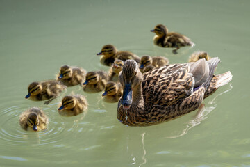 Mère colvert et ses petits canetons