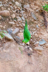 White-eyed Parakeet, Psittacara leucophthalmus in flight. Medium-sized parakeet, with a long graduated tail. Mostly green body with variable amounts of red spots on
