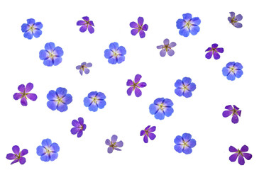 Geranium flowers - PNG isolated flower heads of blue and pink perennial geranium flower heads. Common name Cranesbill. Photographed from top down.