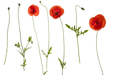 Red field poppies (b) - side on PNG isolated images including foliage, open flowers and flower buds