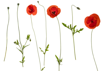 Red field poppies (b) - side on PNG isolated images including foliage, open flowers and flower buds
