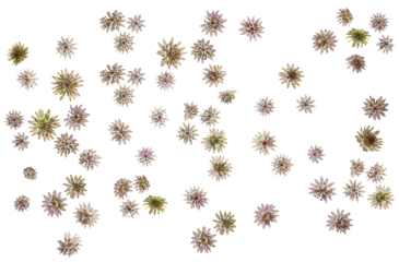 Astrantia flower PNG isolated flower heads photographed from the top down. Common name Masterwort
