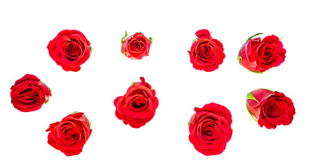 Red rose flower heads - isolated, PNG, photographed from the top down