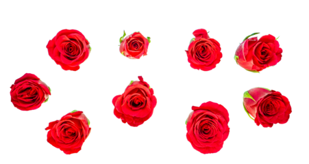 Red rose flower heads - isolated, PNG, photographed from the top down