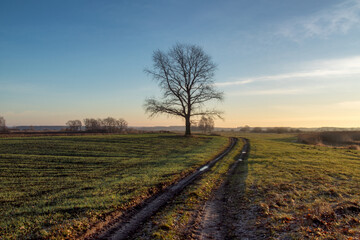Łąki i drzewa w porannym słońcu, Podlasie, Polska © podlaski49
