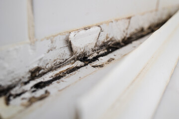 black mold fungus hidden behind panel in bathroom. moldy tiles in bathroom.