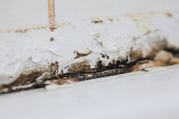 black mold fungus close up in bathroom. moldy tiles in bathroom
