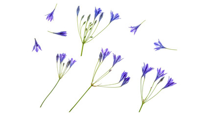 Triteleia (triplet lily) flower elements, isolated PNG file
