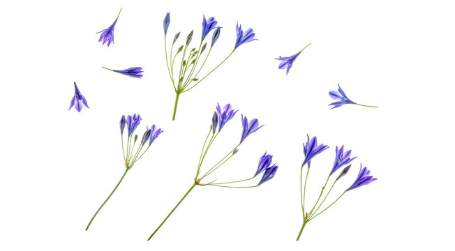 Triteleia (triplet lily) flower elements, isolated PNG file