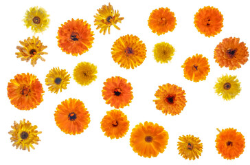 Orange calendula (pot Marigold) flower heads, photographed from the top down. Isolated, PNG file.