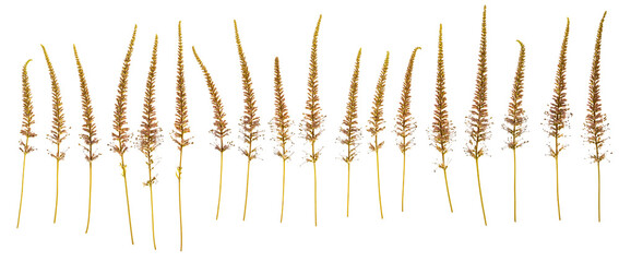 Veronicastrum flowers (Culvers Root), photographed side on with stems. Isolated, PNG file