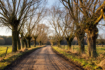 Łąki i drzewa w porannym słońcu, Podlasie, Polska © podlaski49