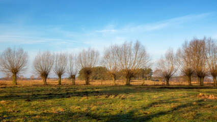 Łąki i drzewa w porannym słońcu, Podlasie, Polska © podlaski49