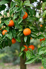 trees with branches full of Italian oranges in a citrus grove