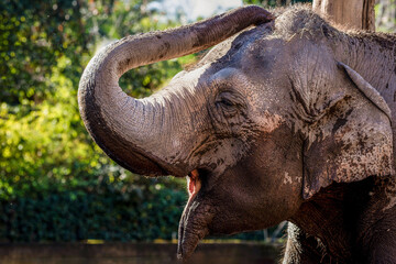 Le vieil éléphant