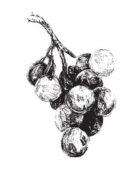 Hand drawn grapes vector illustration.